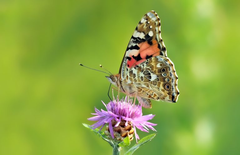 Nový dokumentární kanál BBC Earth na T-Mobile TV